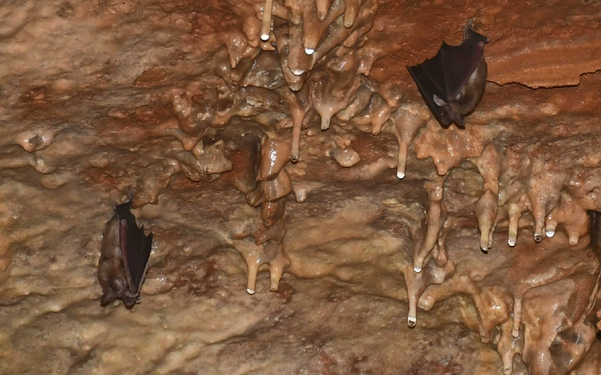 Οι νυχτερίδες σε ηρεμία πριν κινηθούν χρωματιστά ανθρωπάκια στο σπήλαιο-σπιτικό τους!!!
